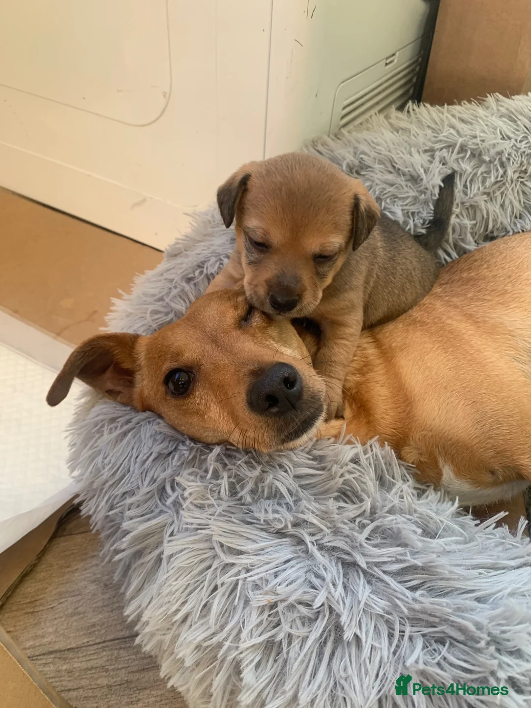 Jack Russell dogs for sale: Jack Russell pups in Arbroath - Advert 1