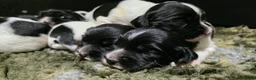 English Springer Spaniel dogs for sale: B/W PLAYFUL LITTER SPRINGER SPANIELS,HEALTH TESTED - Advert 23