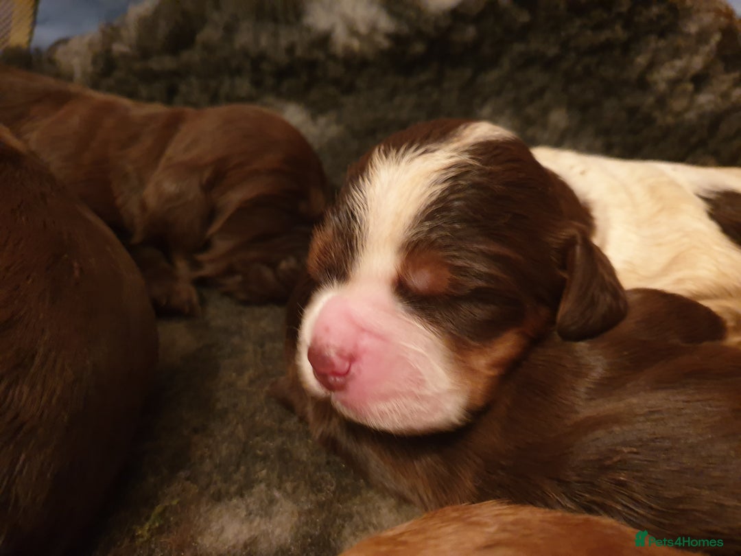 Cocker Spaniel dogs for stud: SHOW COCKER SPANIEL 🐕 health tested stud  in Brentwood - Advert 30