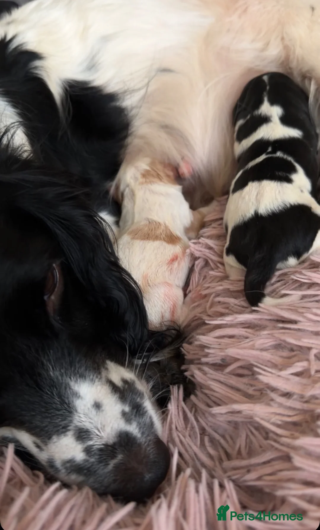 Mixed Breed dogs for sale: *3 PUPPIES*  - Advert 2