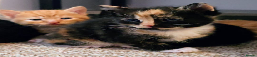 Girl Tortoiseshell