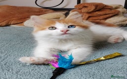 Mixed Breed cats for sale: Kittens with Mittens!! Unique Maine Coon x  - Image 15