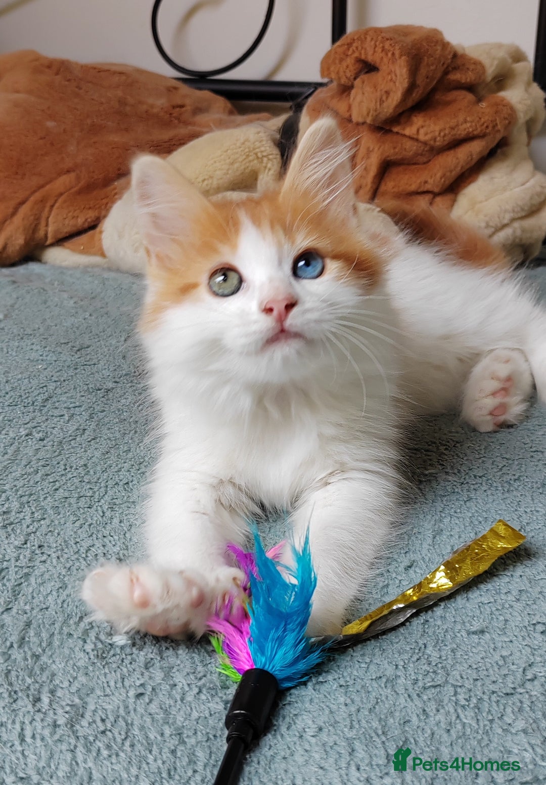 Mixed Breed cats for sale: Kittens with Mittens!! Unique Maine Coon x  - Image 15
