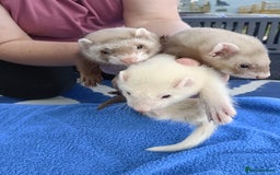 Ferret rodents for sale: Ferrets for Sale - 8 weeks old - Image 10