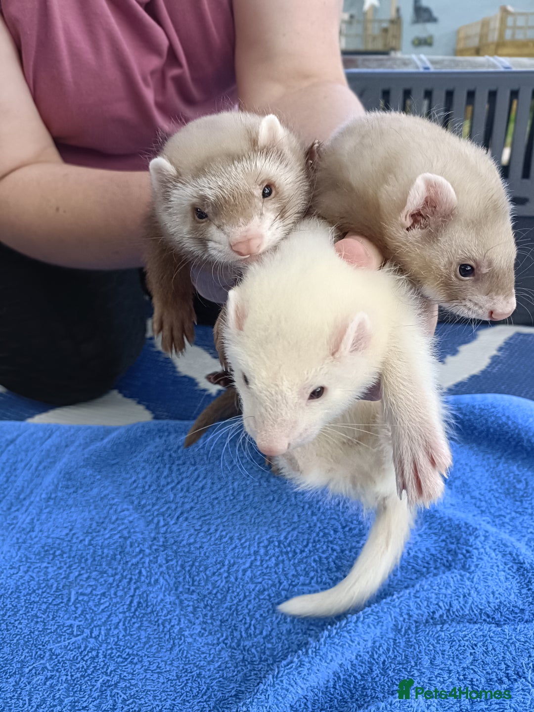 Ferret rodents for sale: Ferrets for Sale - 8 weeks old - Image 10