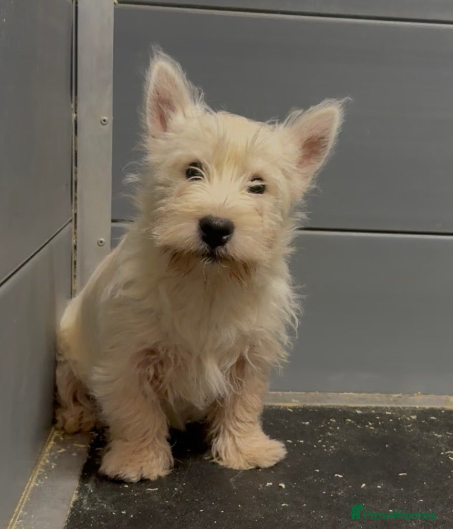 West Highland Terrier dogs West Highland Terrier BOY, Dad show bloodlines - Advert 7