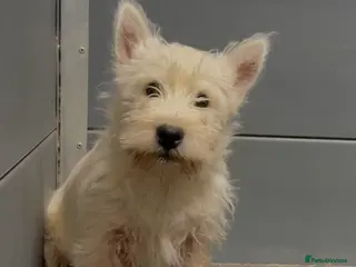 West Highland Terrier dogs West Highland Terrier BOY, Dad show bloodlines - Advert 3