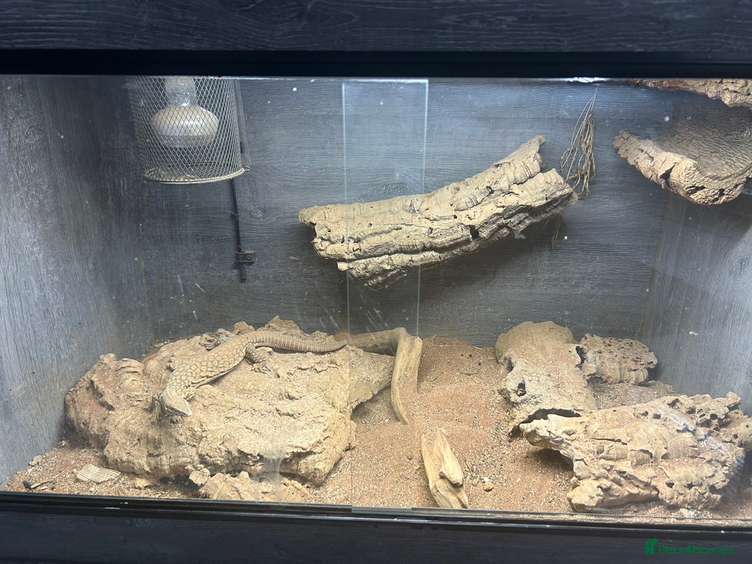 Monitor reptiles for sale: X2 Monitor Lizard  - Image 4