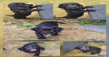 Cocker Spaniel dogs - Advert 12
