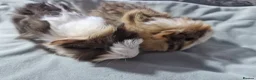 Guinea Pig rodents for sale: Abyssinian Brothers - Advert 4