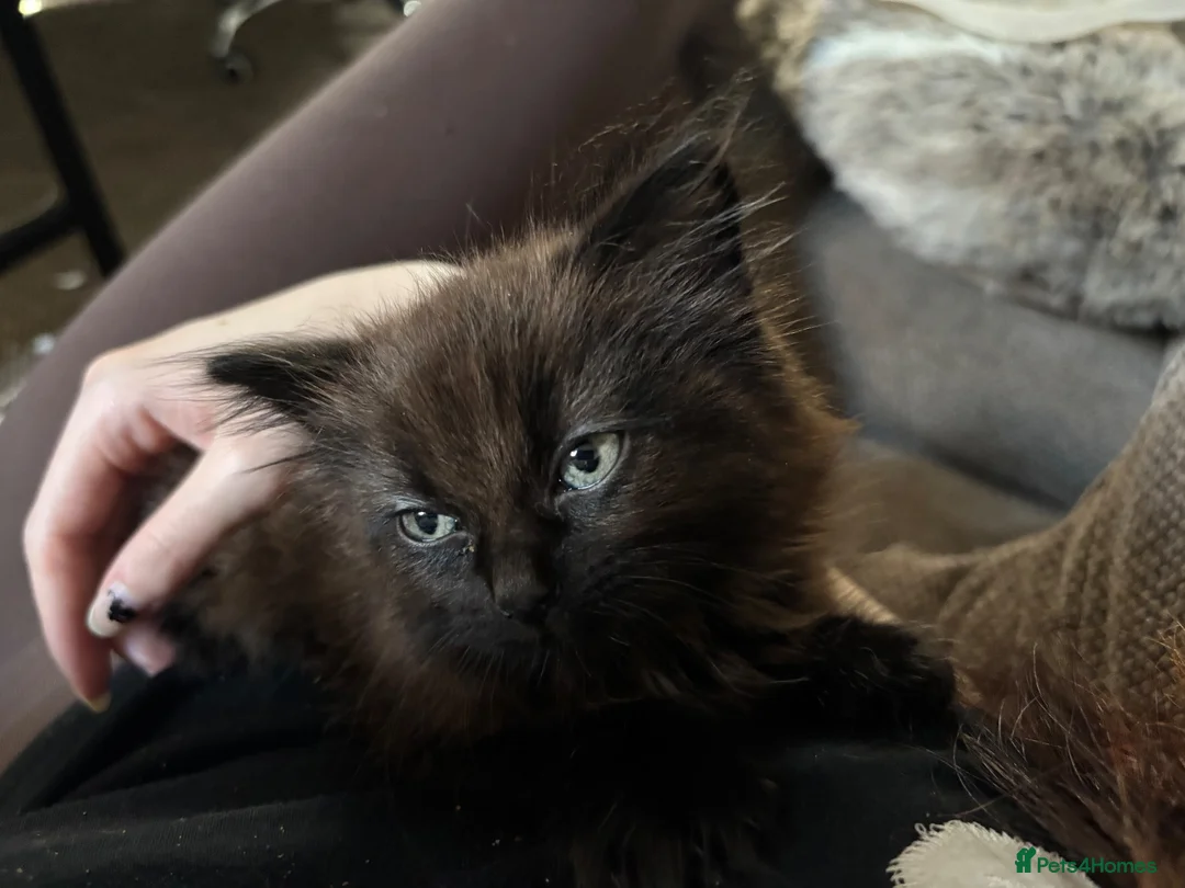 Mixed Breed cats for sale: Beautiful extremely fluffy all black/brown kitten - Advert 2