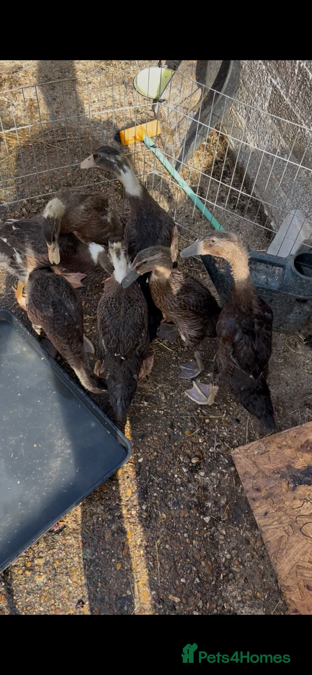 Ducks poultry for sale: 3 Runner beautiful colours and temperaments  in Stowmarket - Advert 3