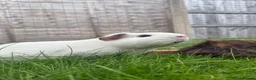 Guinea Pig rodents for sale: Baby guinea pigs! - Advert 4
