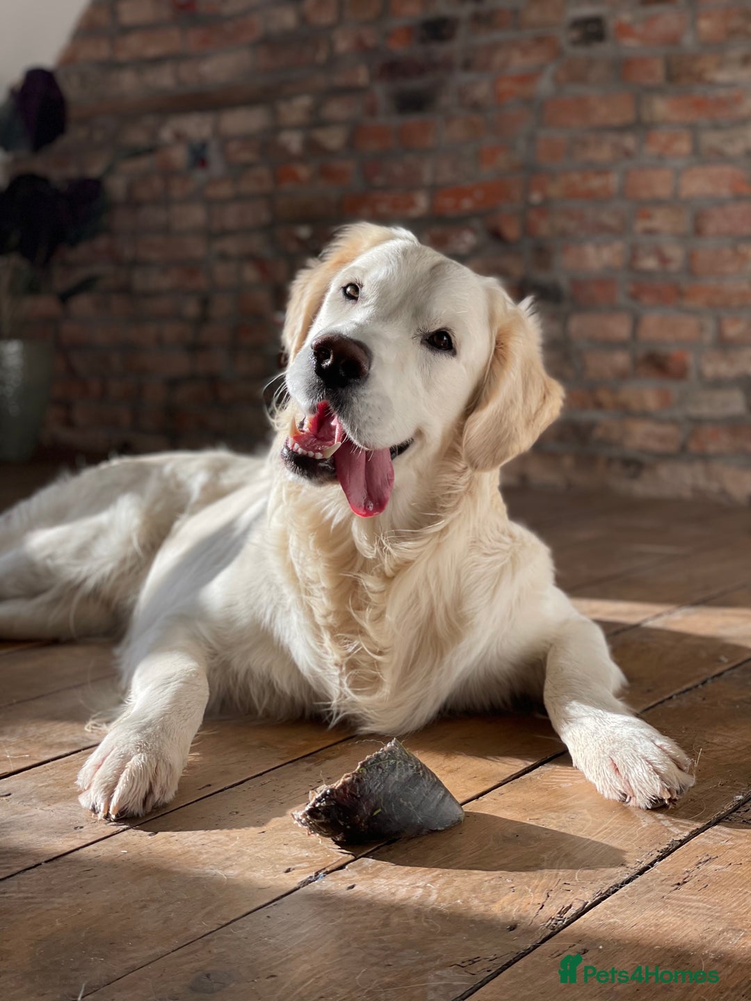 Golden Retriever dogs for stud: Stunning Golden Retriever Stud Dog KC Registered in Beverley - Advert 11