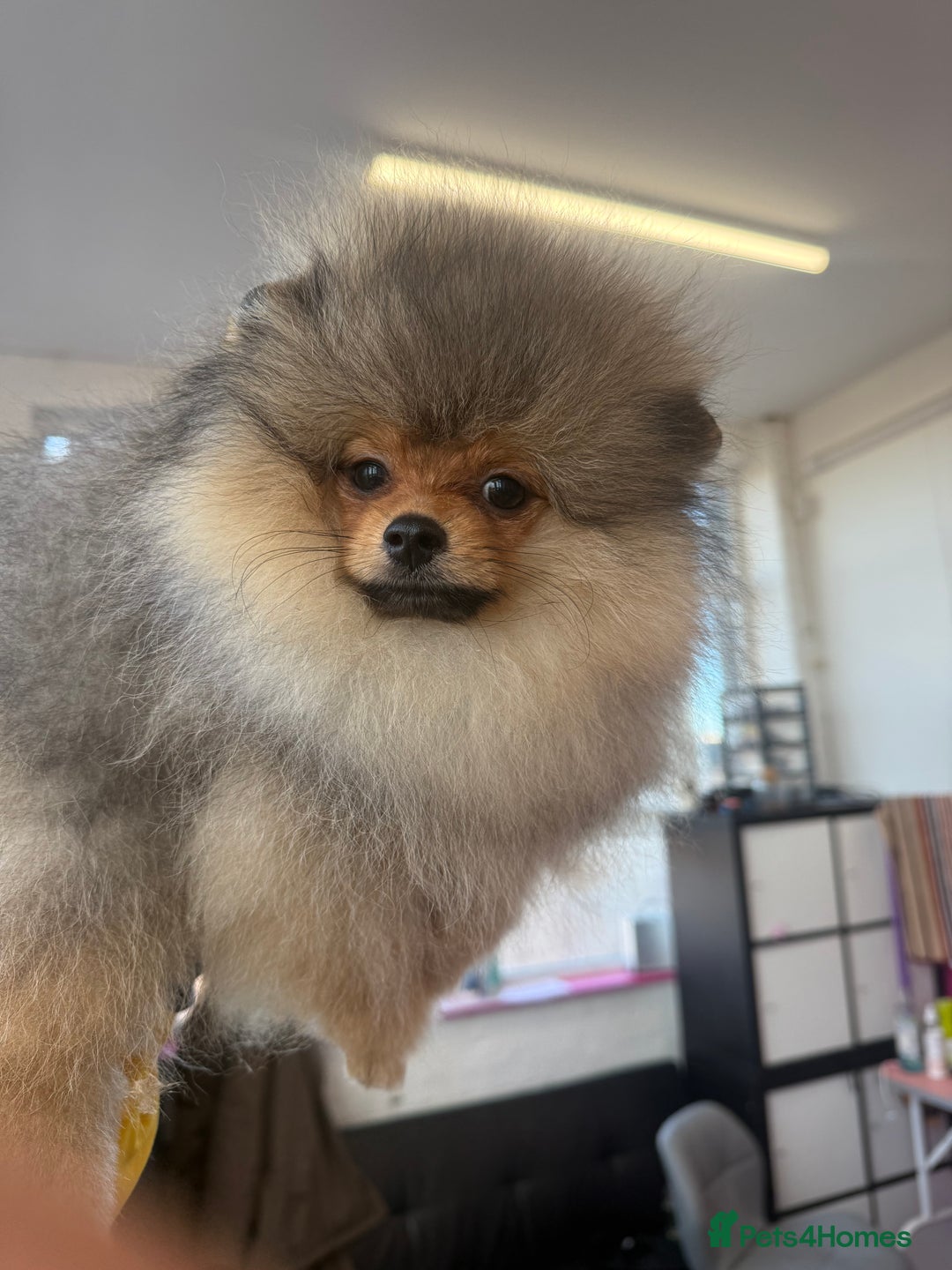 Pomeranian dogs for sale: orange Pomeranian puppy - Advert 9