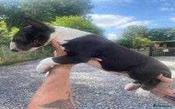 English Bull Terrier dogs for sale: English Bull Terrier Puppies - Image 15