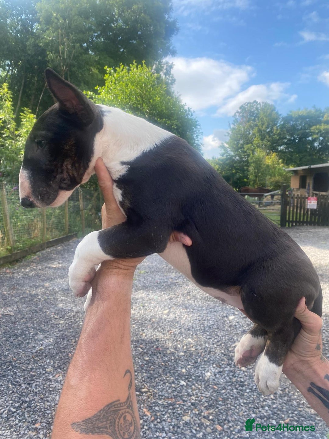 English Bull Terrier dogs for sale: English Bull Terrier Puppies - Image 15