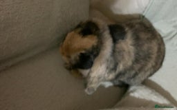 English Lop rabbits for sale: Female lop  - Image 4