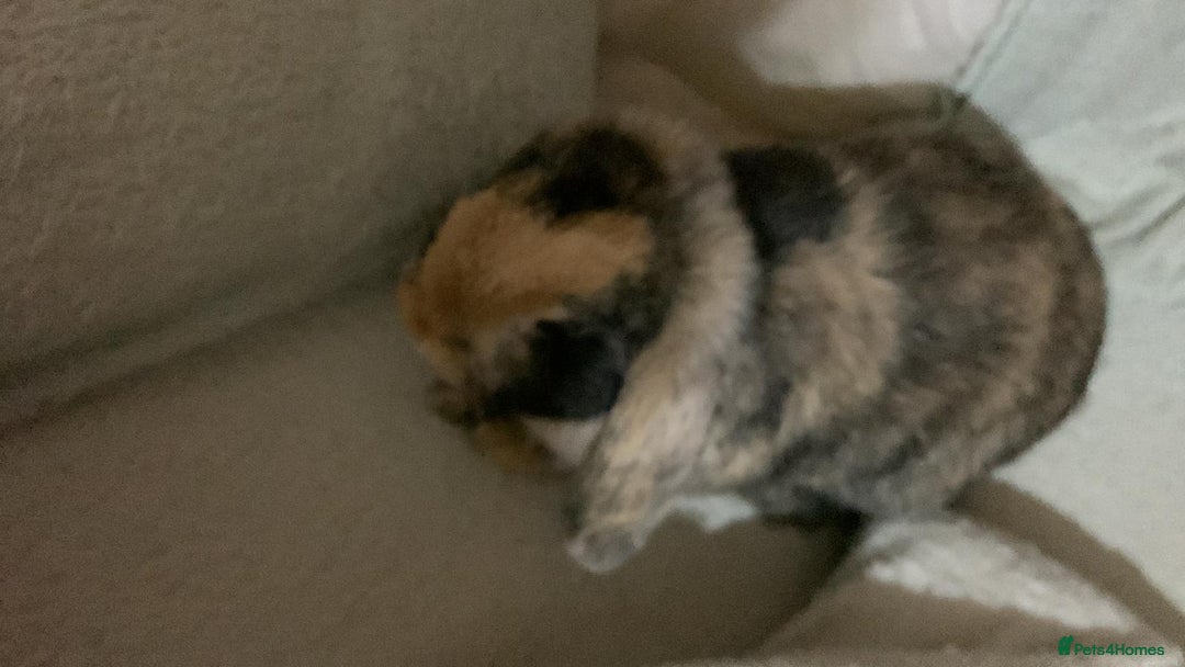English Lop rabbits for sale: Female lop  - Image 4