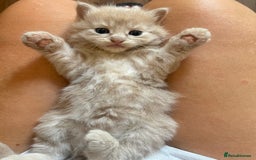 RagaMuffin cats for sale: Kitten’s for sale  - Image 13