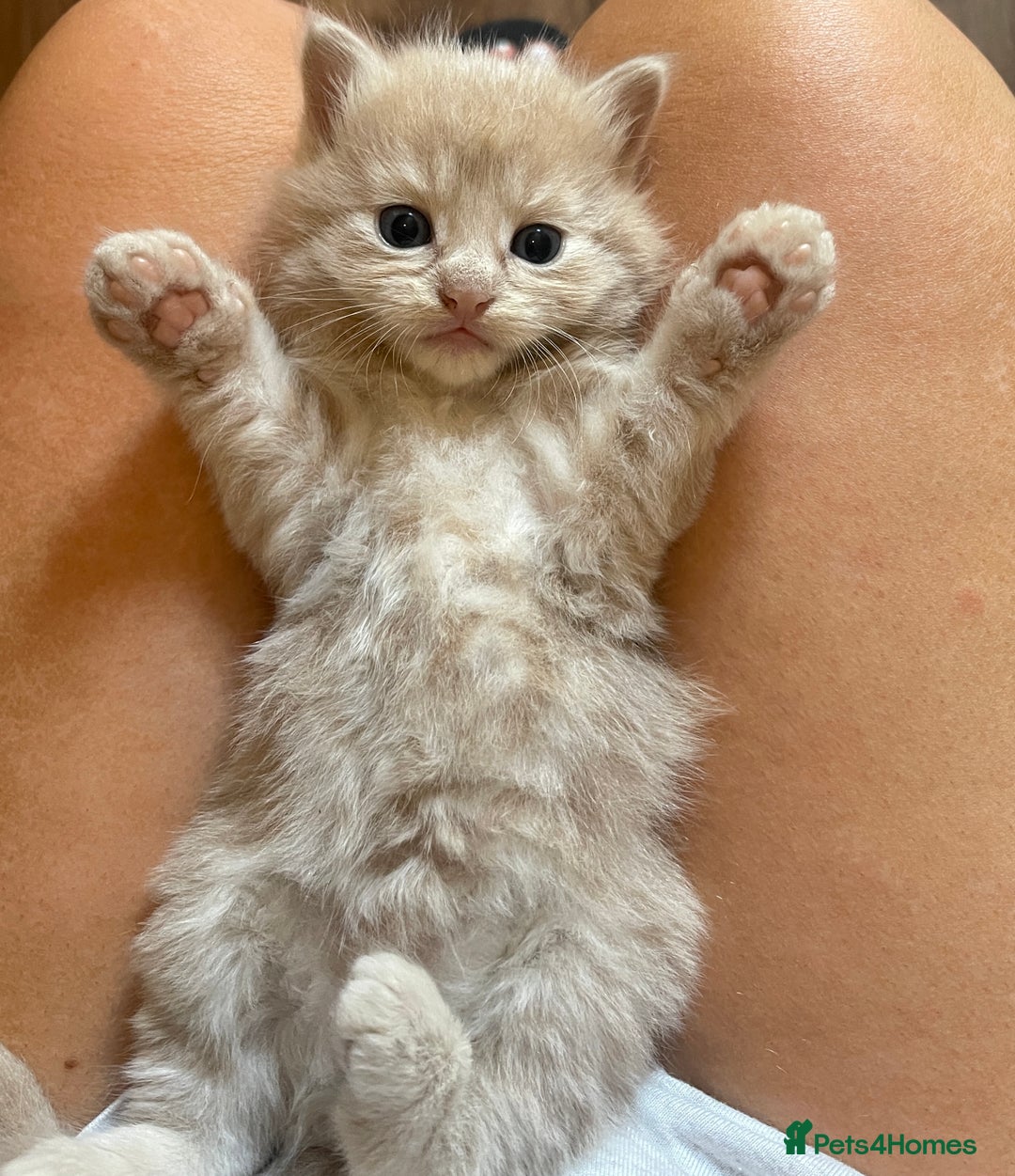 RagaMuffin cats for sale: Kitten’s for sale  - Image 13