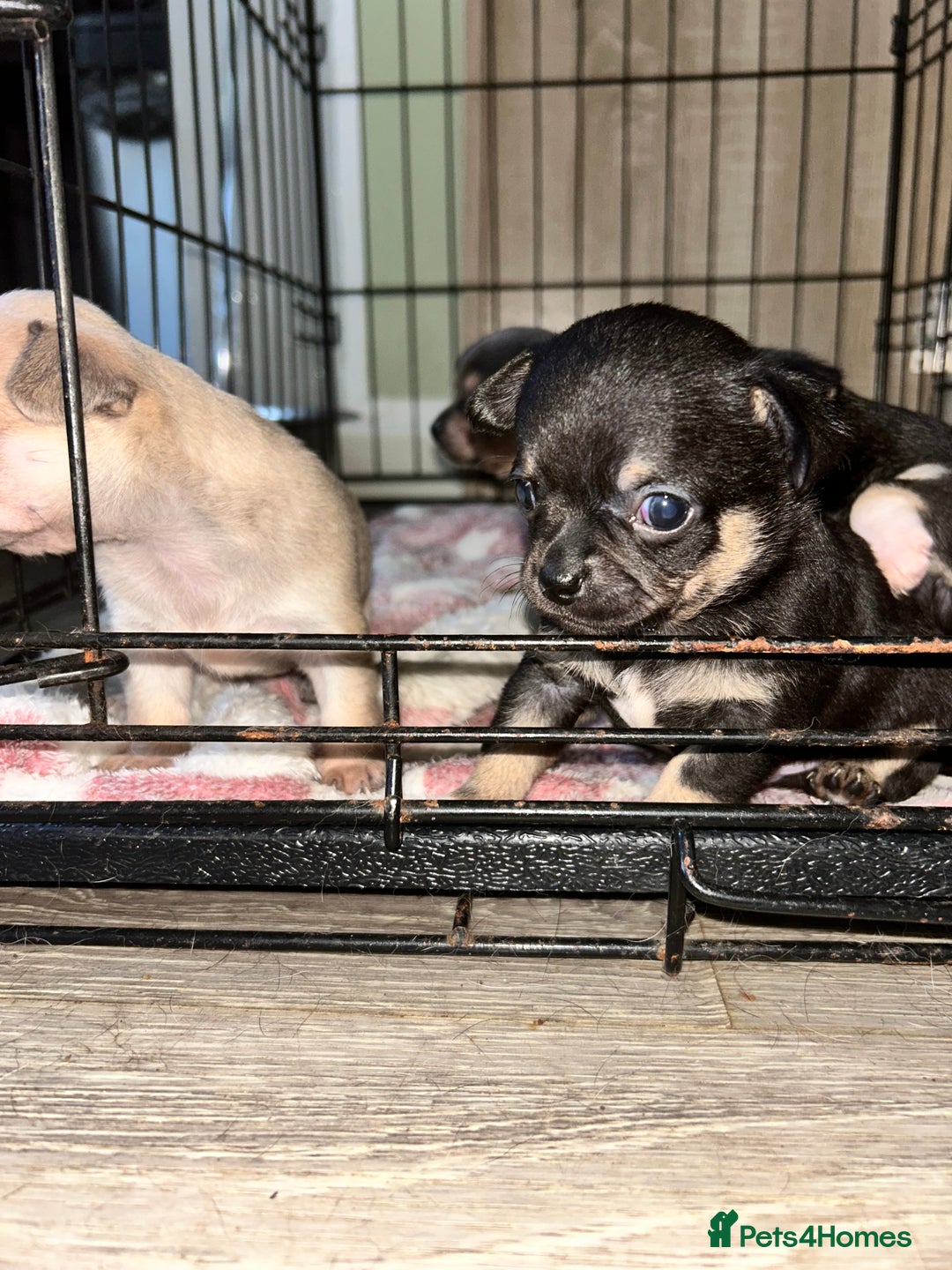 Chihuahua dogs for sale: Tiny chihuahua puppies  - Image 15