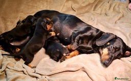 Dachshund dogs for sale: Dachshund Cute Puppies Looking for Forever Home   - Image 7