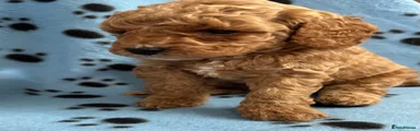 Cockapoo Puppy 1
