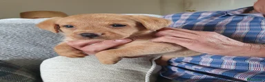 Labrador Retriever Puppy 6