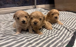 Maltipoo dogs for sale: Beautiful Maltipoo puppies for sale - Image 7