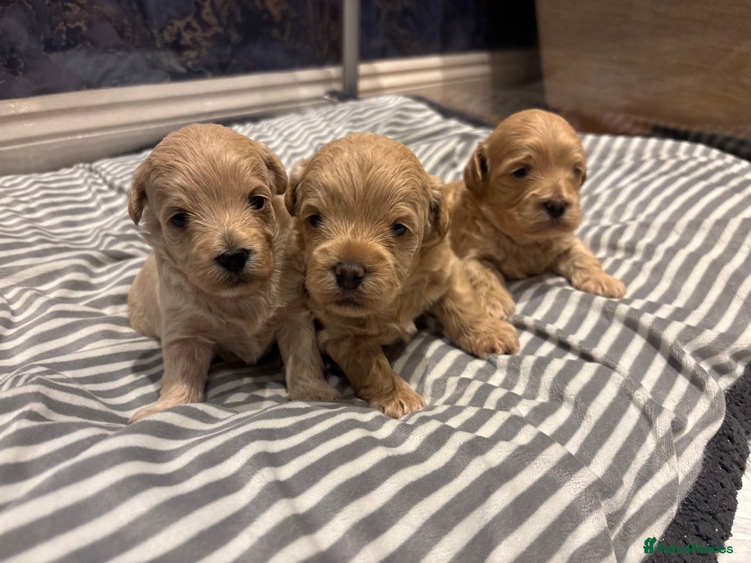Maltipoo dogs for sale: Beautiful Maltipoo puppies for sale - Image 7