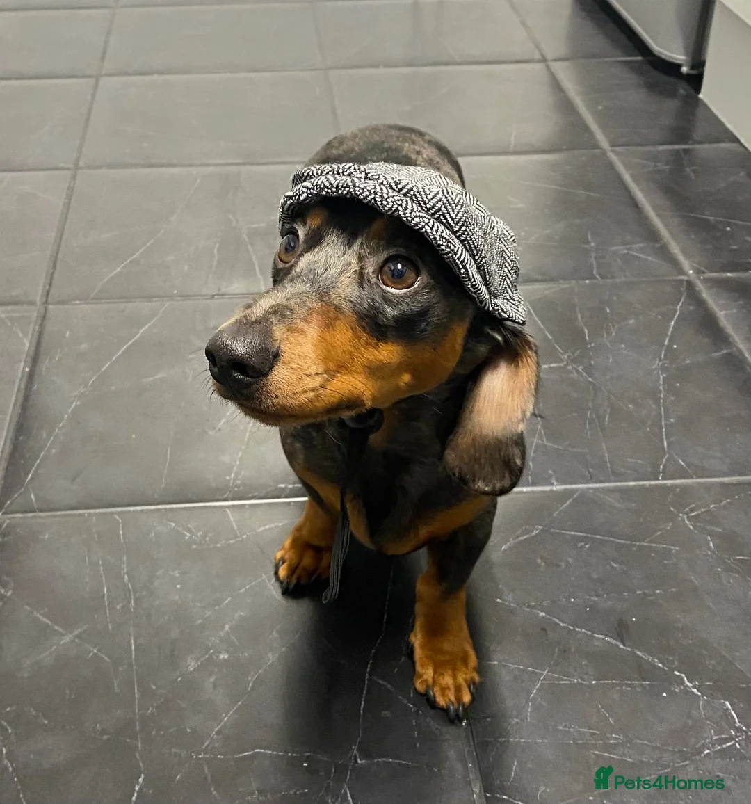 Miniature Dachshund dogs for stud: KC REG SILVER DAPPLE & TAN STUD CARRYING CREAM in Irvine - Advert 10
