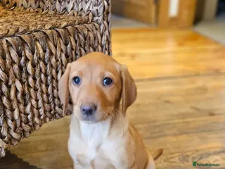 Labrador Retriever dogs Beautiful Labrador Puppies Available now - Advert 10