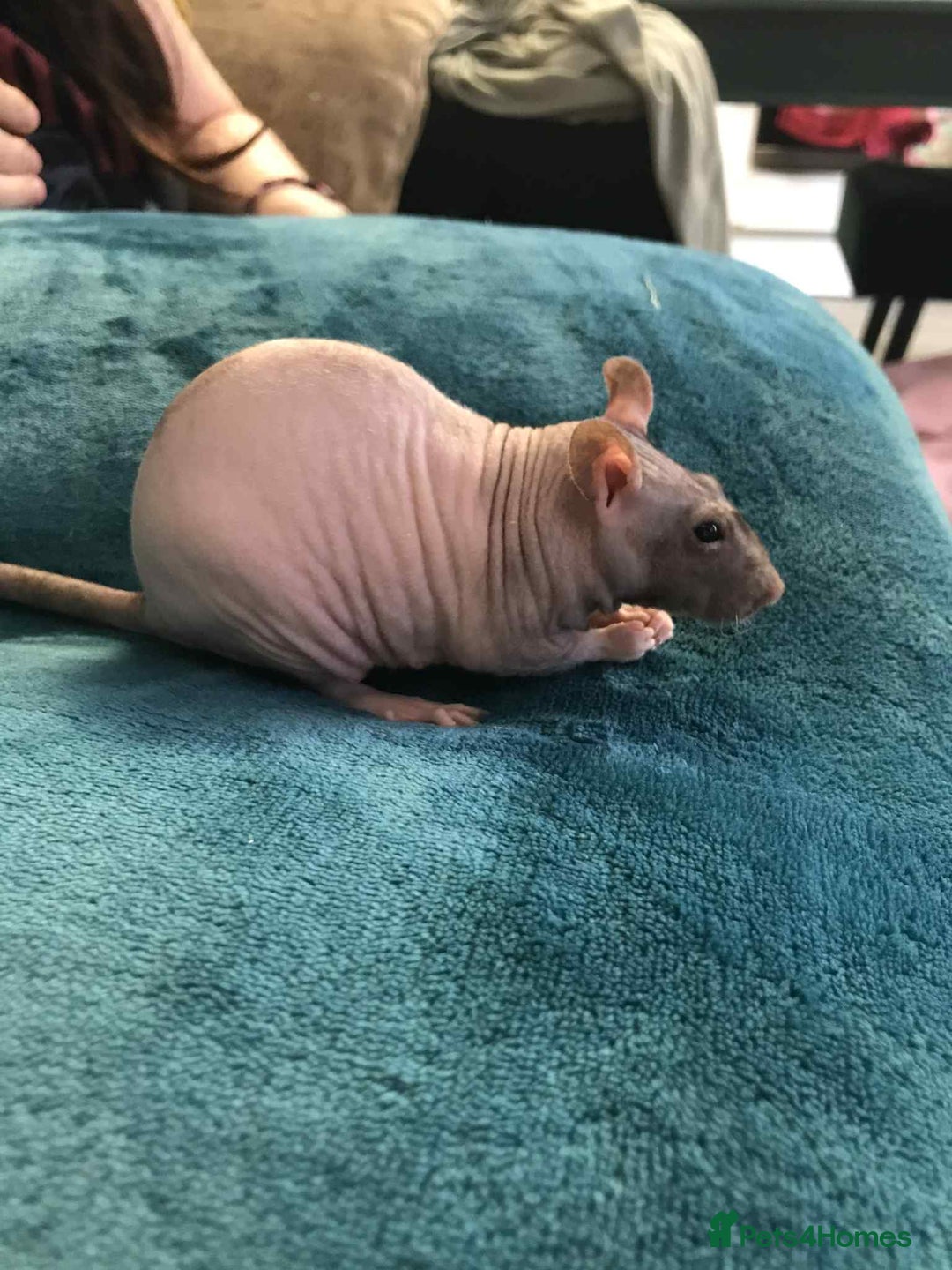 Rat rodents for sale: 4 hairless female rats  - Advert 1