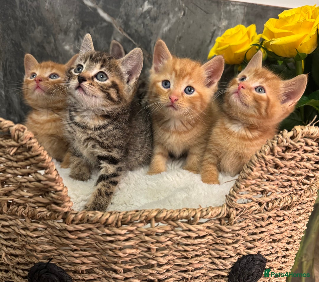 Mixed Breed cats for sale: Beautiful kittens  - Image 9