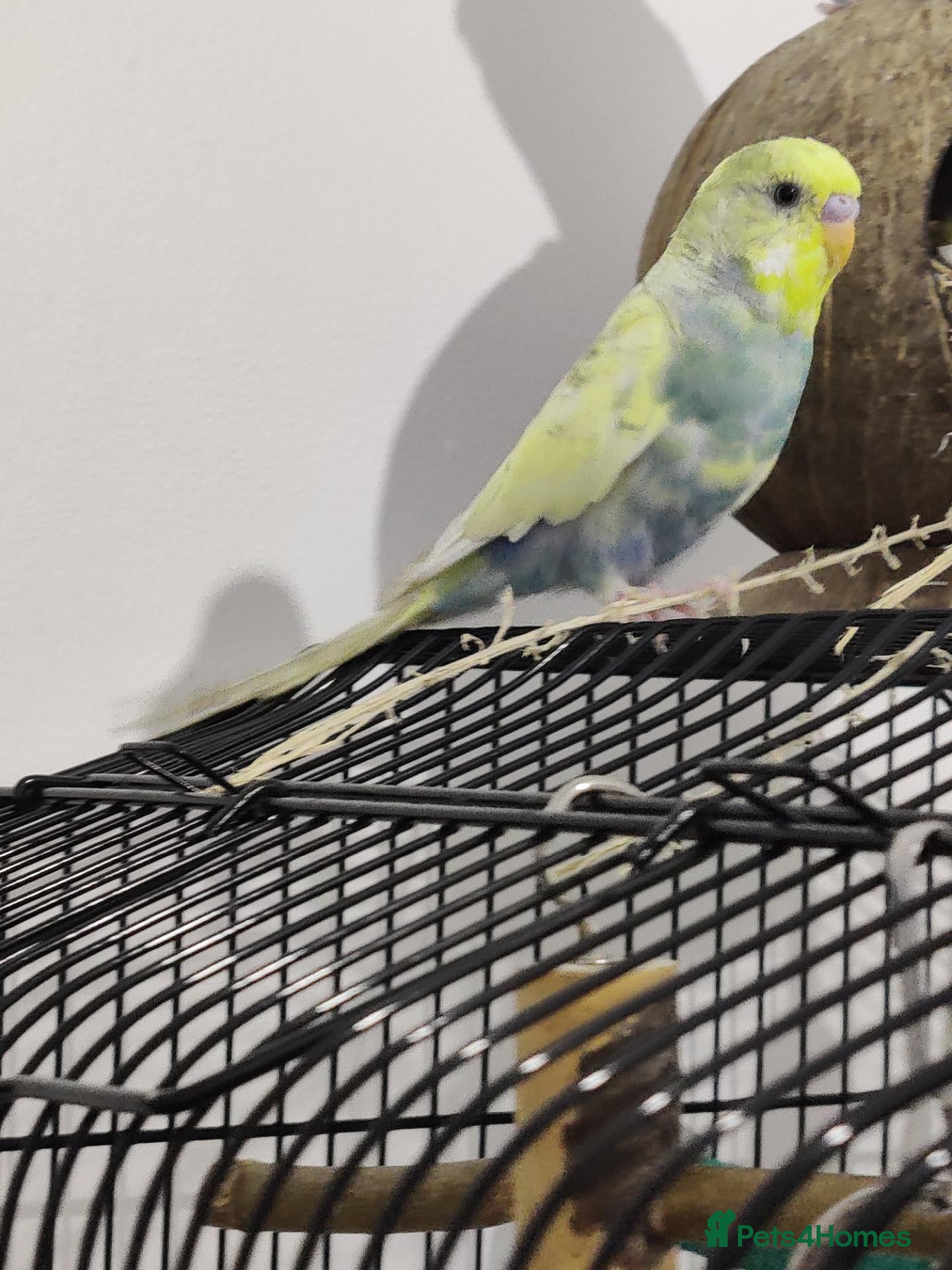 Conures birds Breeding Conure Pair and Baby Budgies  - Advert 1
