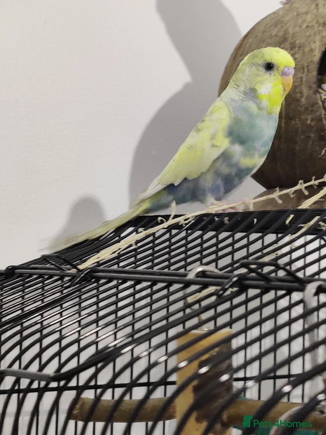 Conures birds for sale: Breeding Conure Pair and Baby Budgies  in Coventry - Advert 1