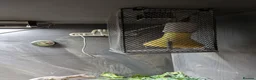 Bearded Dragon reptiles for sale: Bearded Dragon with Vivarium and all accessories  in Derby - Advert 8