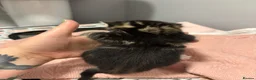 Domestic Shorthair cats for sale: 3 beautiful female kittens aged 5 weeks - Advert 9