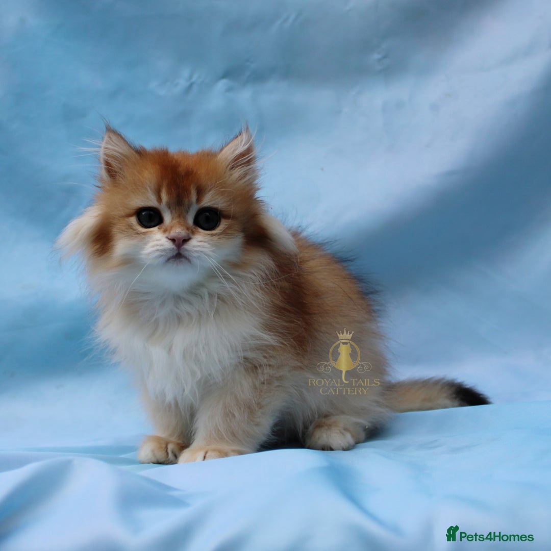 British Longhair cats for sale: British Longhair and Shorthair kittens  - Advert 3