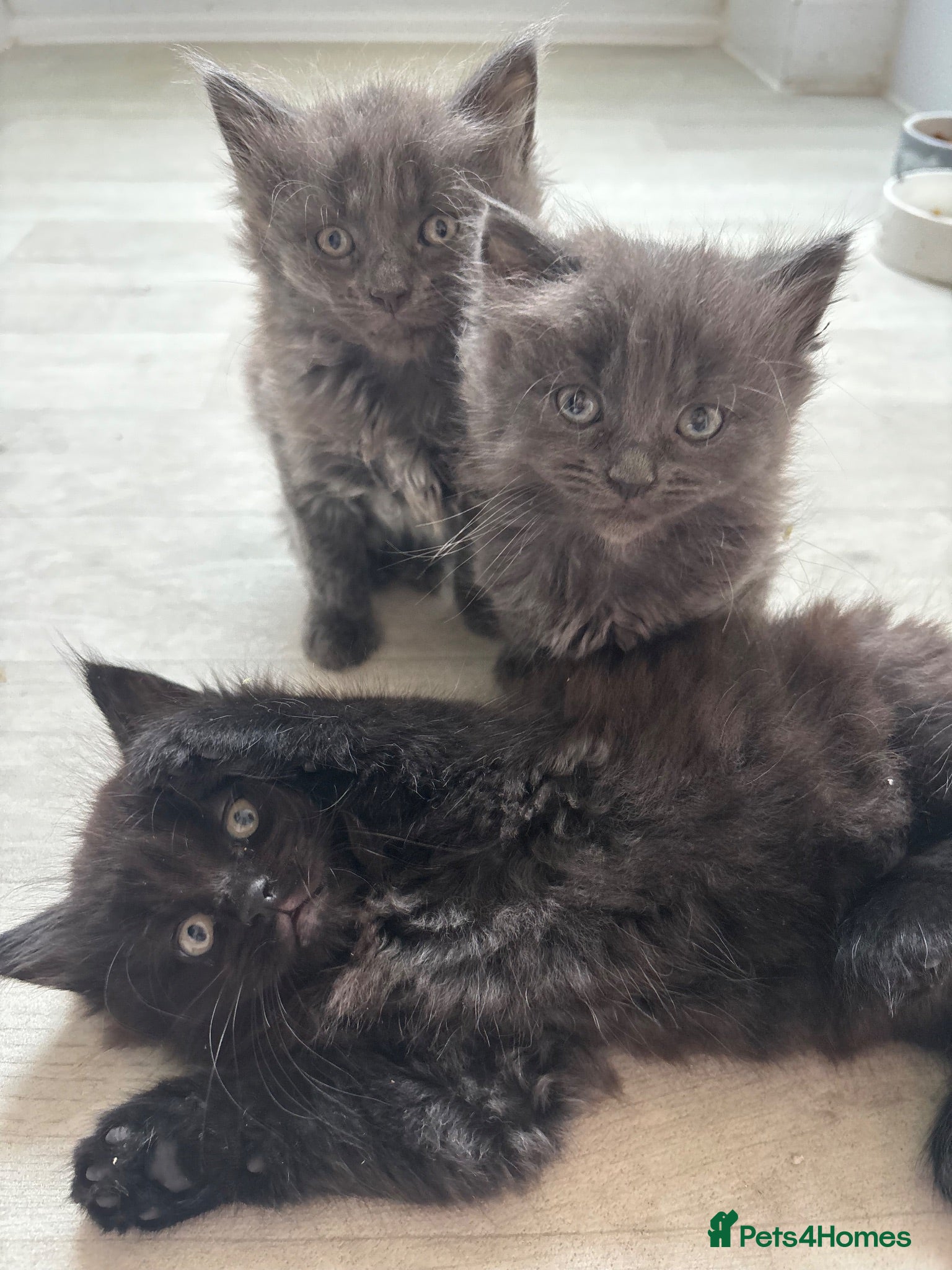 Mixed Breed cats Beautiful Grey fluffy Mixed breed longhair kittens - Advert 15