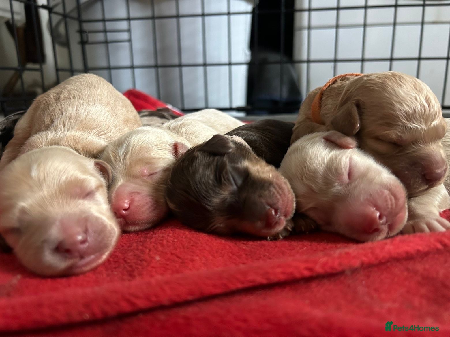 Cockapoo dogs COCKAPOO - Advert 4