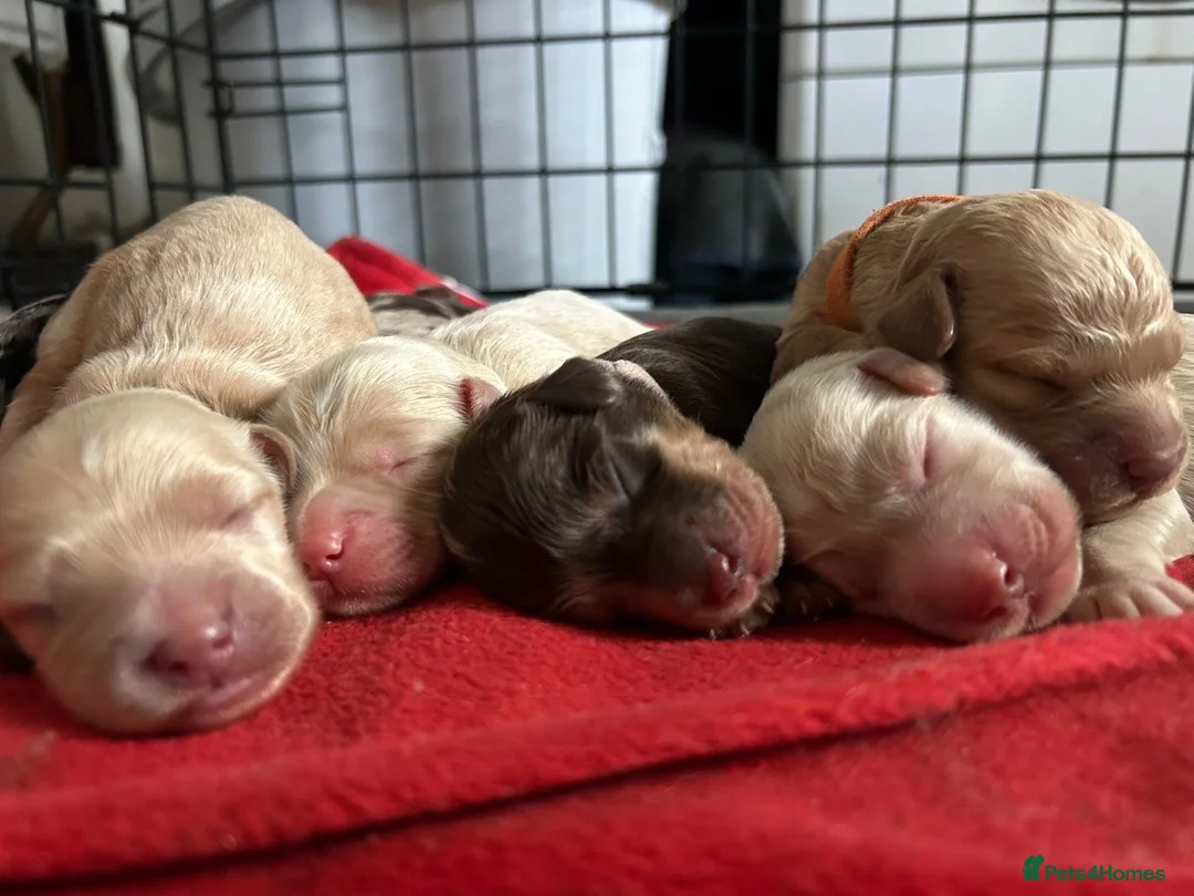 Cockapoo dogs for sale: COCKAPOO - Advert 1