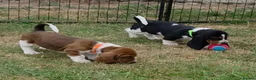 Basset Hound dogs for sale: KC BASSET HOUND PUPPIES  - Advert 12
