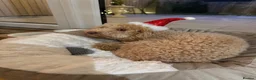Toy Poodle dogs for sale: Lolla in Corby - Advert 4