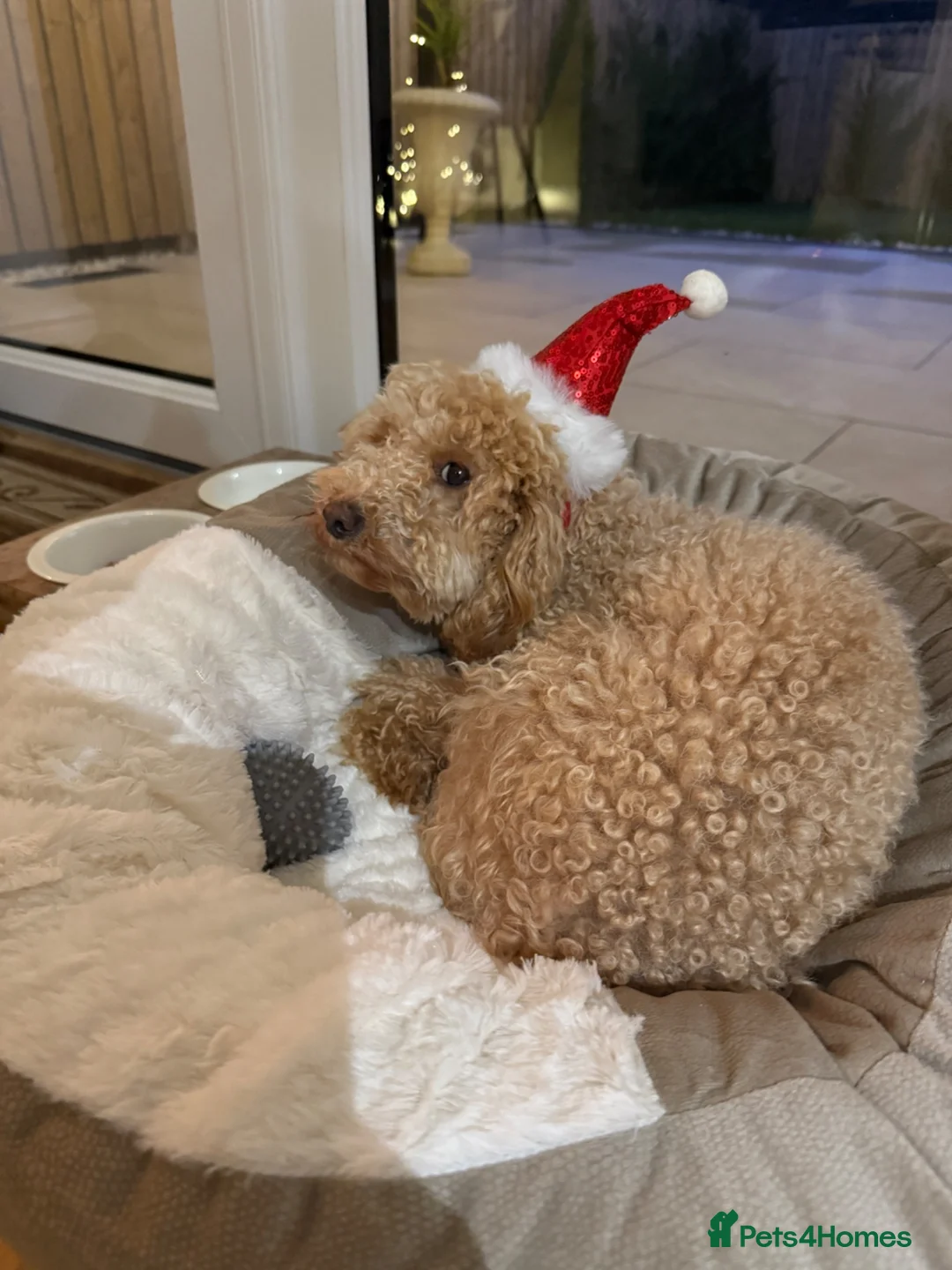 Toy Poodle dogs for sale: Lolla in Corby - Advert 4