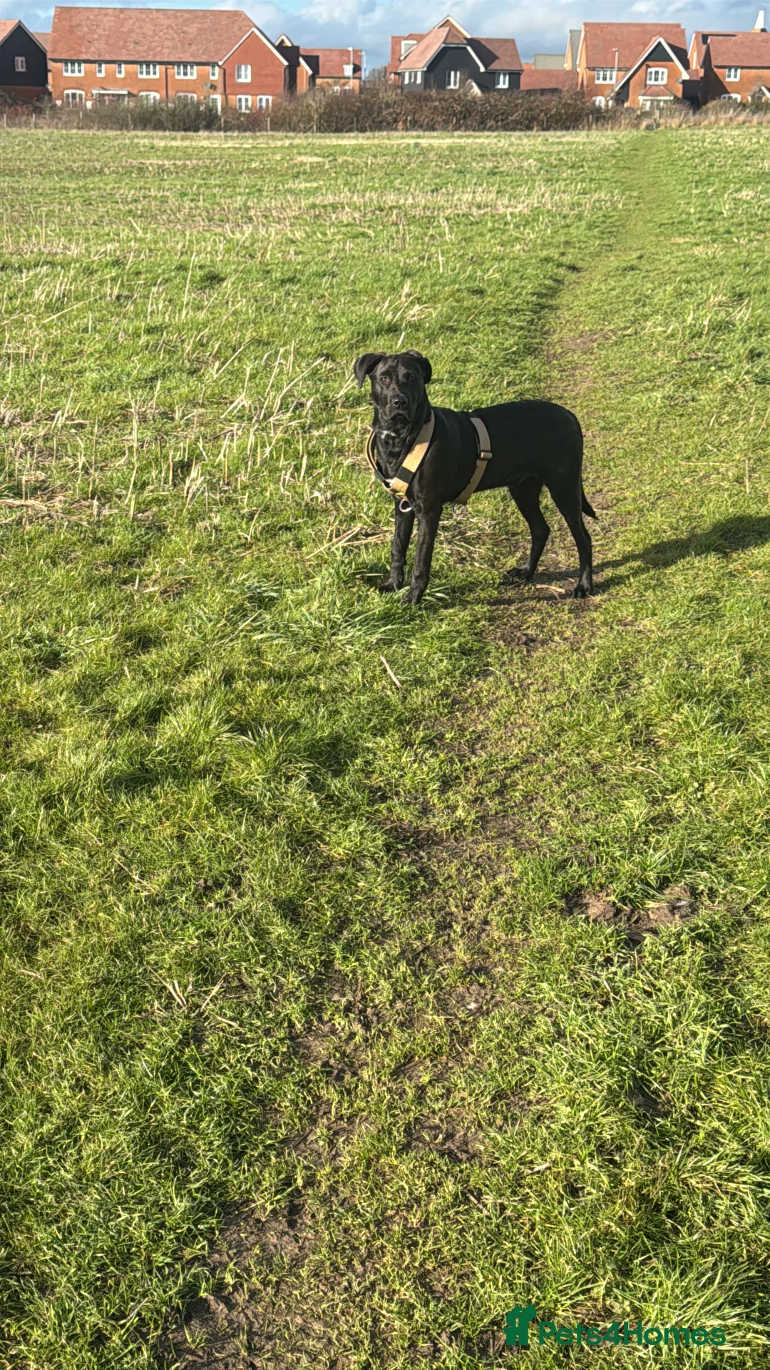 Mixed Breed dogs for sale: Browny white colour 7 month old puppy in Maidstone - Advert 4