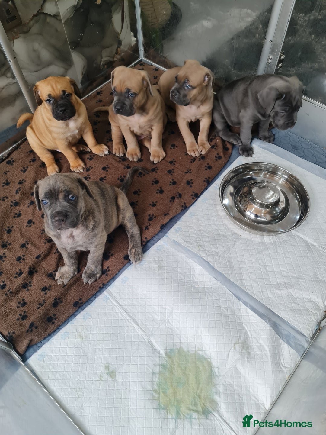 Cane Corso dogs for sale: Cane Corso Puppies in Wolverhampton - Image 1
