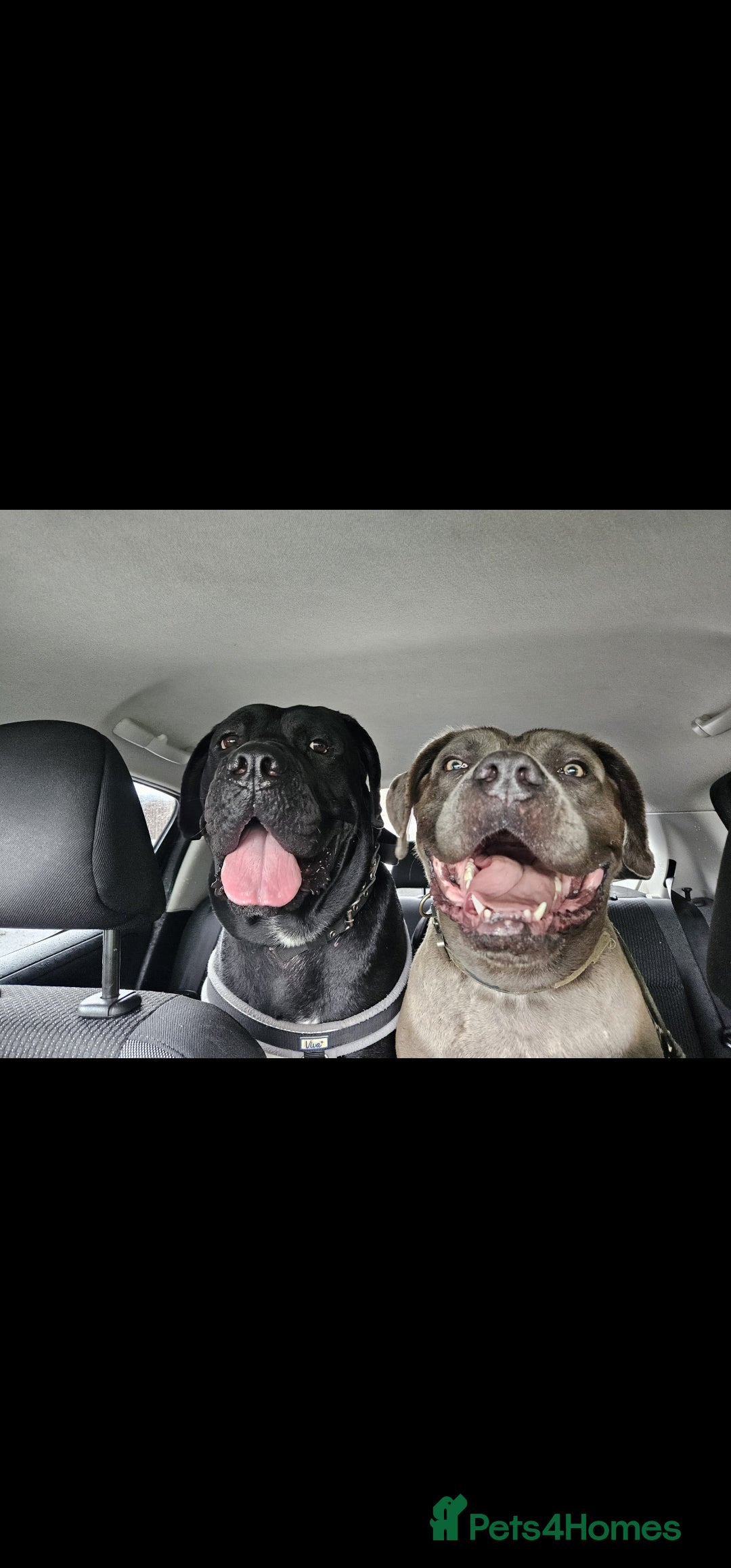 Cane Corso dogs for sale: Cane corso pups  - Image 12