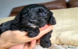 Cockapoo dogs for sale: F1 Cockapoo Puppies. Thick Coats. DNA tested - Image 13